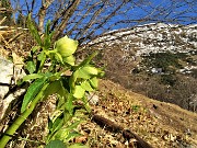 36 Elleboro verde (Helleborus viridis) compare la neve in alto